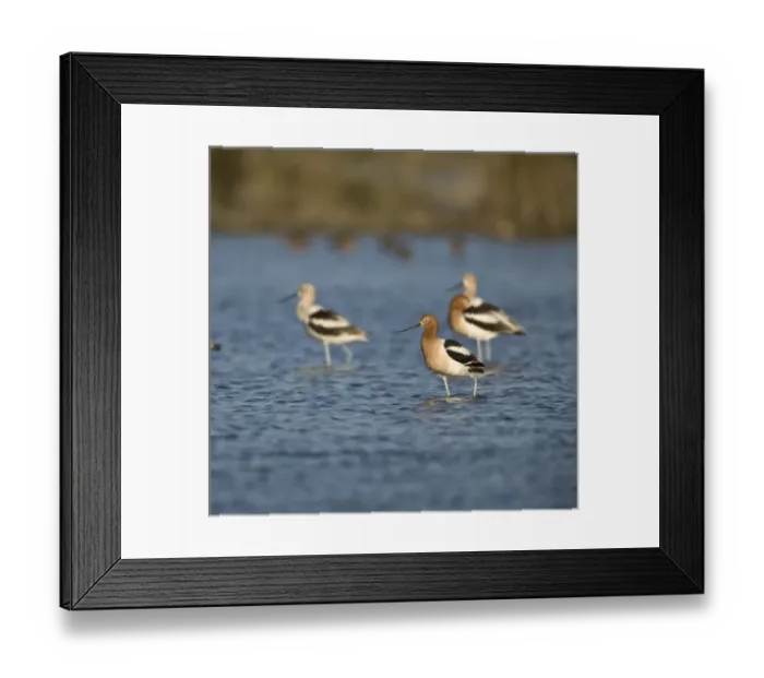 Framed Print : American Avocets, Recurvirostra americana, Welder flats, Texas Framed Print : American Avocets, Recurvirostra americana, Welder flats, Texas