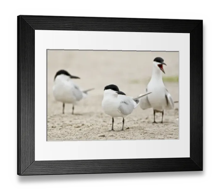 Framed Print : Gull-billed Terns, Sterna nilotica, Welder flats, Texas Framed Print : Gull-billed Terns, Sterna nilotica, Welder flats, Texas