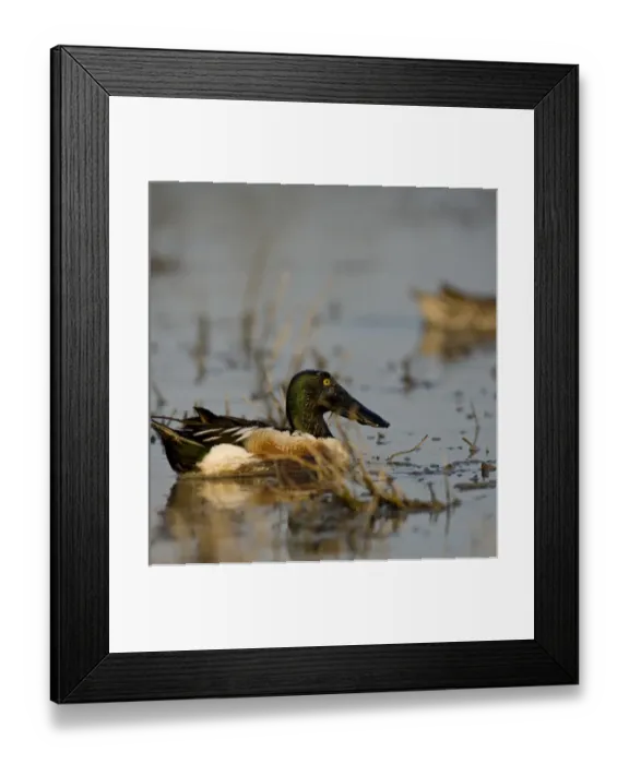 Framed Print : Northern Shoveler, Anas clypeata, Welder flats, Texas Framed Print : Northern Shoveler, Anas clypeata, Welder flats, Texas