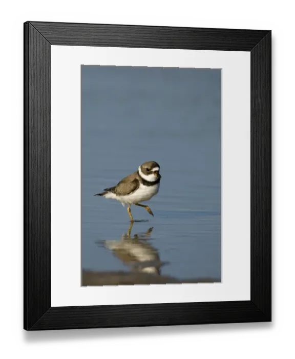 Framed Print : Semipalmated plover, Charadrius semipalmatus, Welder flats, Texas Framed Print : Semipalmated plover, Charadrius semipalmatus, Welder flats, Texas