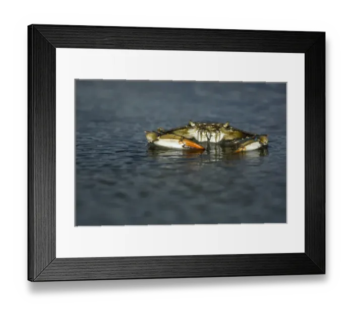 Framed Print : (Female) Blue Crab on mudflats, Welder flats, Texas Framed Print : (Female) Blue Crab on mudflats, Welder flats, Texas
