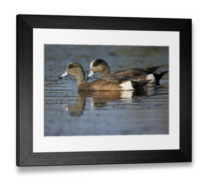 Framed Print : American Widgeon pair feeding, Anas americana, Welder flats, Texas Framed Print : American Widgeon pair feeding, Anas americana, Welder flats, Texas