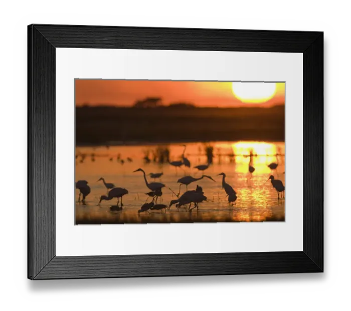 Framed Print : Shorebirds feeding at sunset, Welder flats, Texas Framed Print : Shorebirds feeding at sunset, Welder flats, Texas