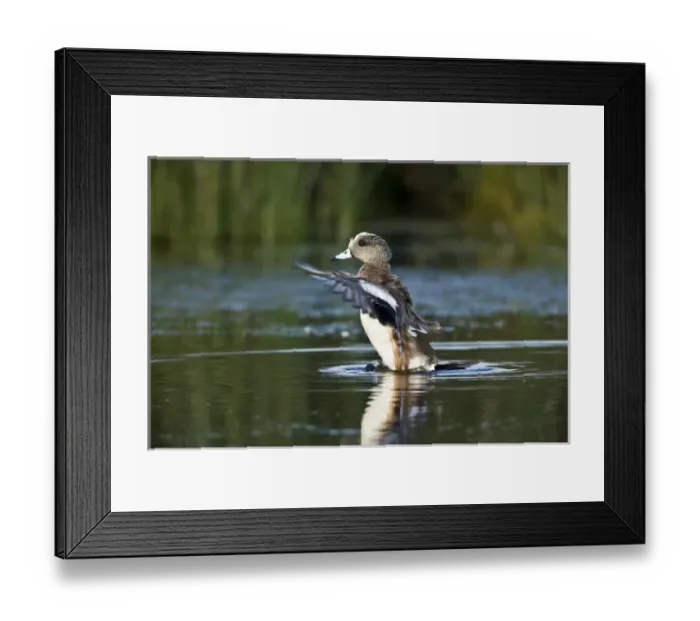 Framed Print : American Widgeon bathing, Anas americana, Welder flats, Texas Framed Print : American Widgeon bathing, Anas americana, Welder flats, Texas