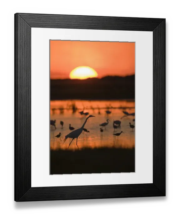 Framed Print : Shorebirds feeding at sunset, Welder flats, Texas