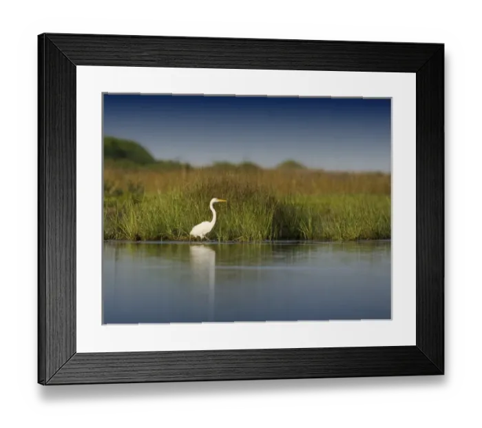 Framed Print : Great Egret in salt marsh, Ardea alba, Espiritu Santo Bay, Texas