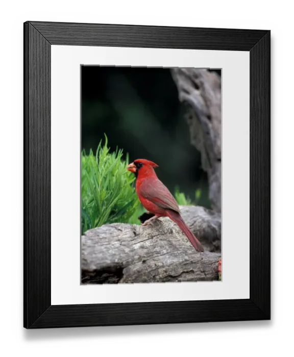 Framed Print : North America, USA, southern Texas, Northern Cardinal (male) Framed Print : North America, USA, southern Texas, Northern Cardinal (male)