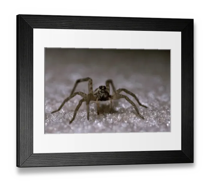 Framed Print : USA, Texas, Mesquite, Giant Wolf Spider (Hogna carolinensis) in house Framed Print : USA, Texas, Mesquite, Giant Wolf Spider (Hogna carolinensis) in house