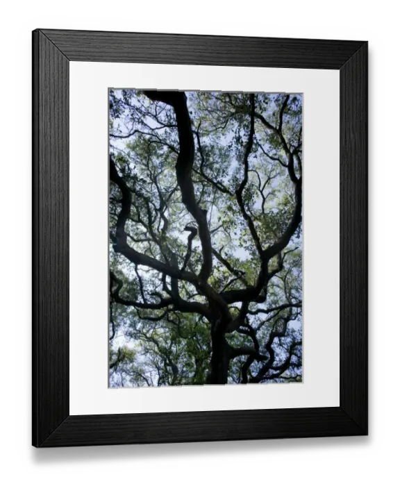 Framed Print : Coastal Oak stands, Big Tree trail, Aransas NWR, Texas