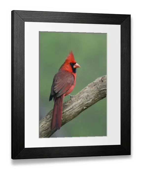 Framed Print : North America, USA, Texas, Roma. Male Cardinal