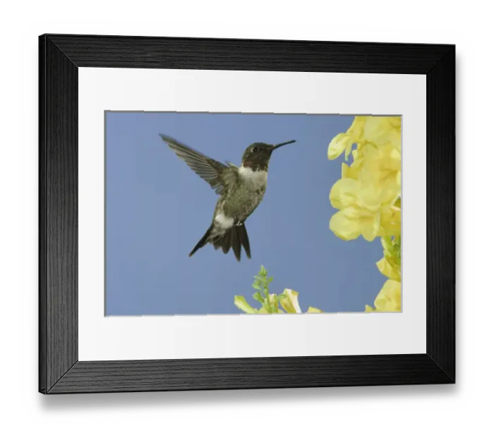 Framed Print : Ruby-throated Hummingbird, Archilochus colubris, male in flight feeding on Yellow Trumpet Flower Framed Print : Ruby-throated Hummingbird, Archilochus colubris, male in flight feeding on Yellow Trumpet Flower