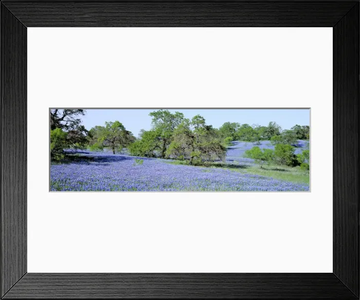 Framed Print : USA, Texas, Llano. Texas Bluebonnets, the state flower, fill these rolling oak-covered Framed Print : USA, Texas, Llano. Texas Bluebonnets, the state flower, fill these rolling oak-covered
