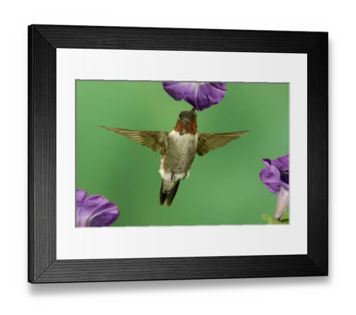 Framed Print : Male feeding on Petunia, New Braunfels, Texas, USA, September 2005 Framed Print : Male feeding on Petunia, New Braunfels, Texas, USA, September 2005