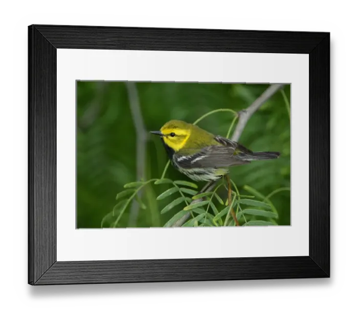 Framed Print : male, South Padre Island, Texas, USA, May 2005