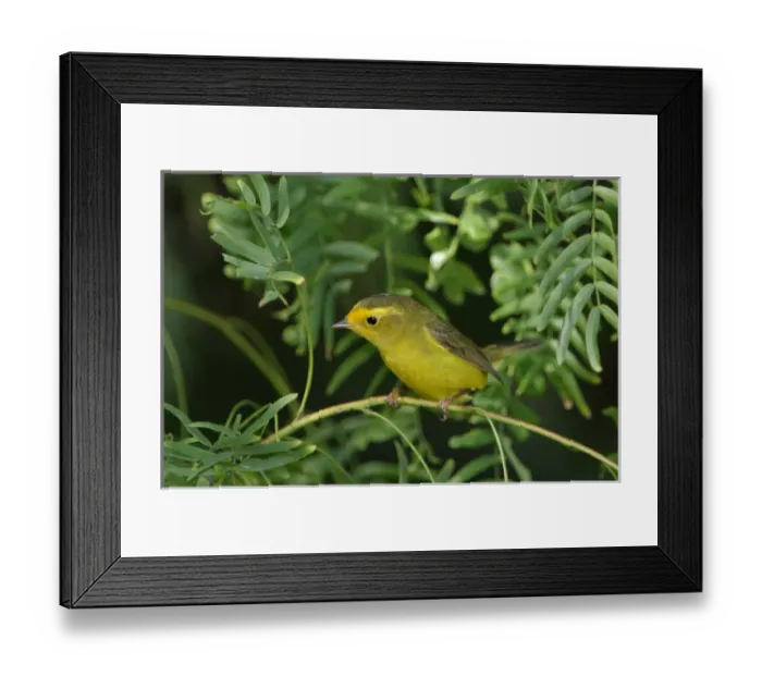 Framed Print : female, South Padre Island, Texas, USA, May 2005 Framed Print : female, South Padre Island, Texas, USA, May 2005