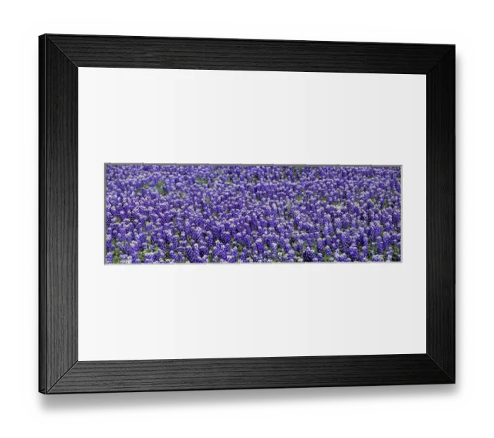 Framed Print : USA, Texas, Llano. Bluebonnets, the Texas state flower, carpet the Llano area of Texas