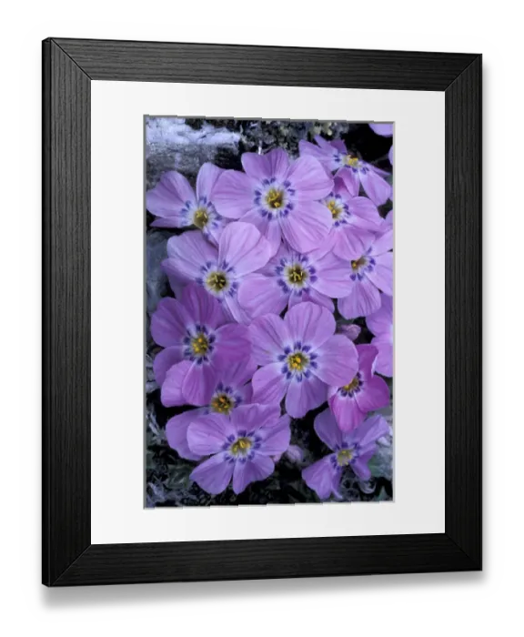 Framed Print : NA, USA, Alaska, Arctic National Wildlife Refuge. Siberian phlox growing on an alpine