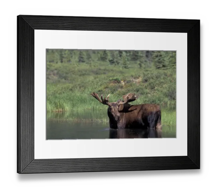 Framed Print : North America, USA, Alaska, Denali NP, Alces alces (bull moose) with velvet antlers Framed Print : North America, USA, Alaska, Denali NP, Alces alces (bull moose) with velvet antlers