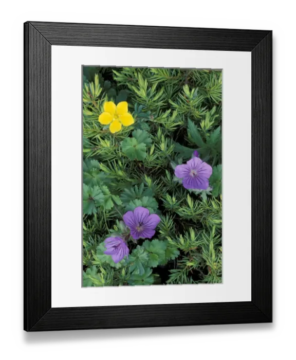 Framed Print : North America, USA, Alaska, Denali NP cluster Geranium erianthum (Northern Geranium) Framed Print : North America, USA, Alaska, Denali NP cluster Geranium erianthum (Northern Geranium)