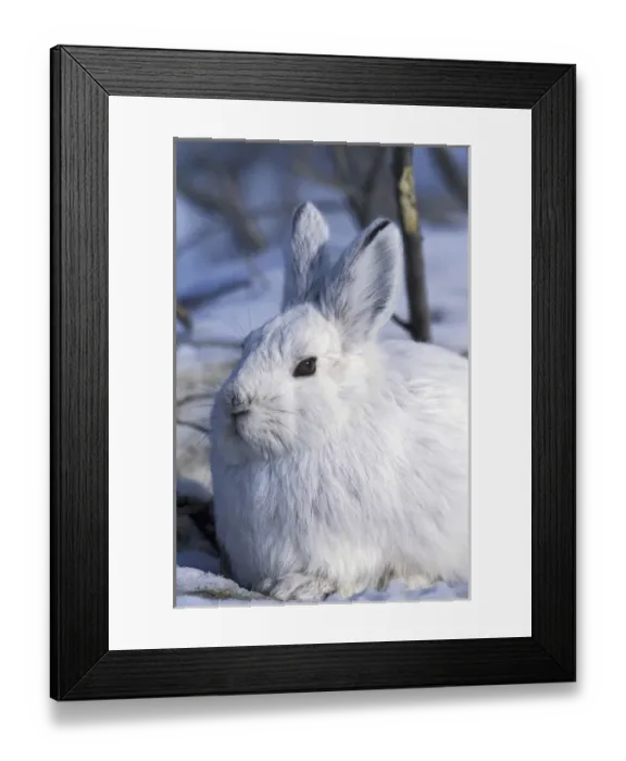 Framed Print : North America, USA, Alaska, ANWR. Snowshoe hare in its winter white camouflage fur Framed Print : North America, USA, Alaska, ANWR. Snowshoe hare in its winter white camouflage fur