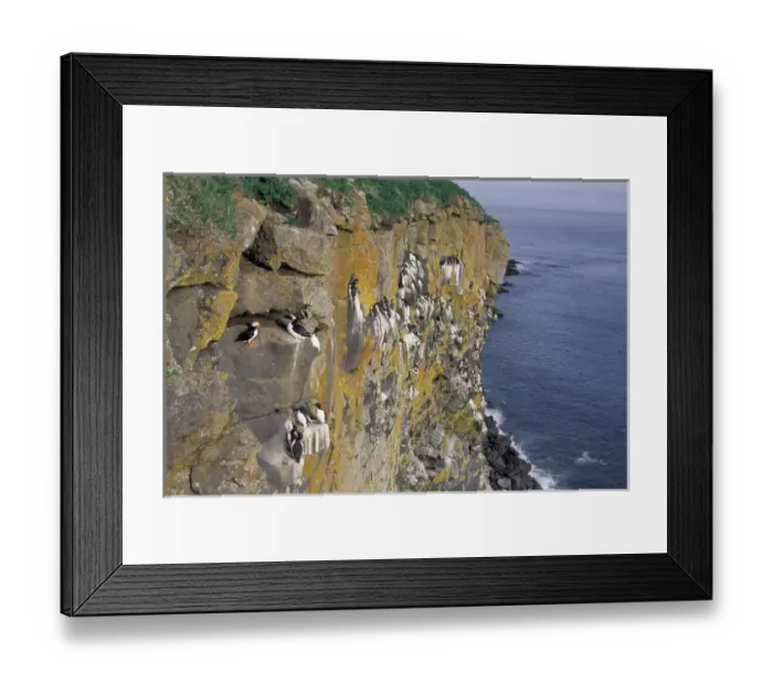 Framed Print : NA, USA, Alaska, Pribilofs, St. Paul Island, Common murres and a horned puffin are