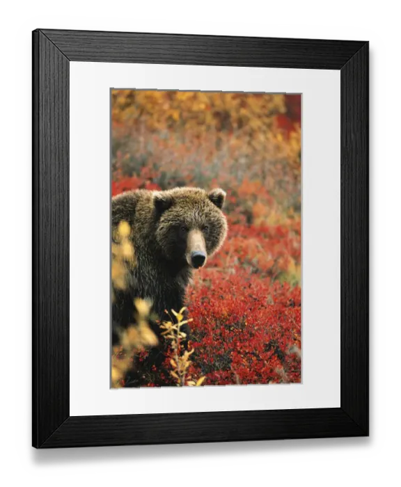 Framed Print : 06. Alaska, Interior Alaska, Denali National Park Framed Print : 06. Alaska, Interior Alaska, Denali National Park