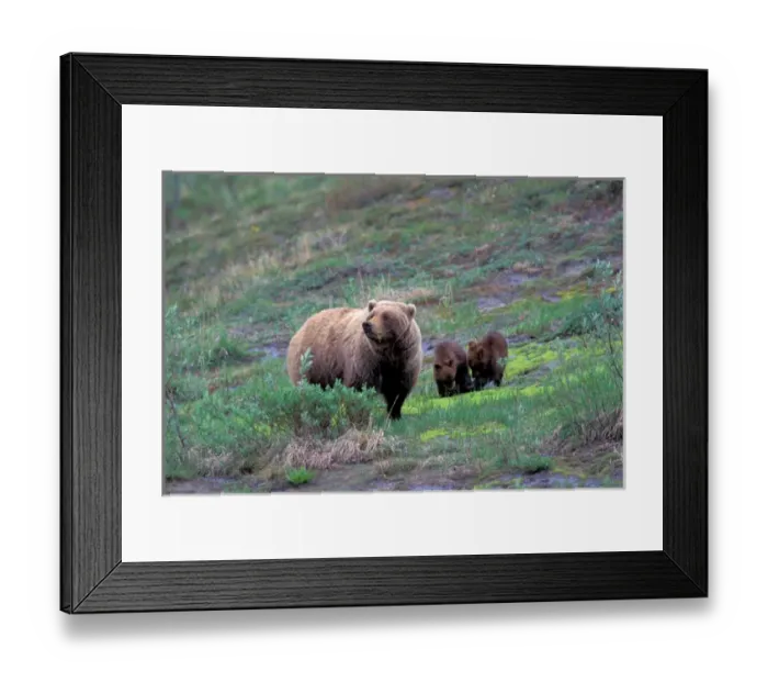 Framed Print : NA, USA, Alaska, Denali NP, A female grizzly bear eats horsetail while her twin spring