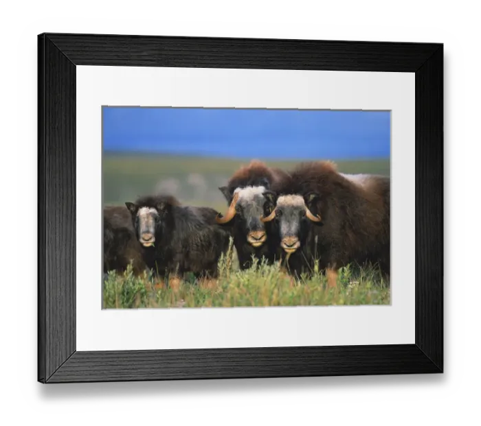 Framed Print : 06. Alaska, North Slope, Brooks Range, Musk oxen with calf