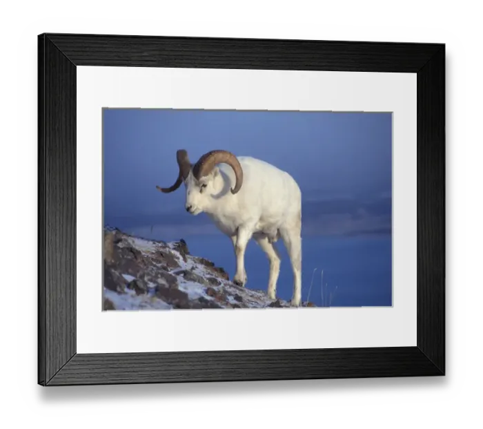 Framed Print : NA, USA, Alaska, A Dall sheep ram (Ovis dalli) walks up a mountain slope during Framed Print : NA, USA, Alaska, A Dall sheep ram (Ovis dalli) walks up a mountain slope during