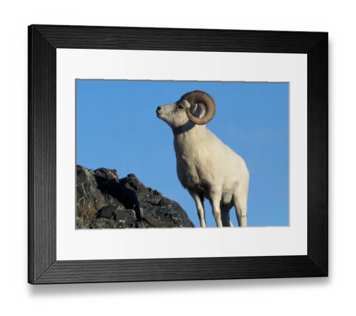Framed Print : NA, USA, Alaska, Denali NP, A dall sheep (Ovis Dalli) ram poses on a rocky ridge, summer
