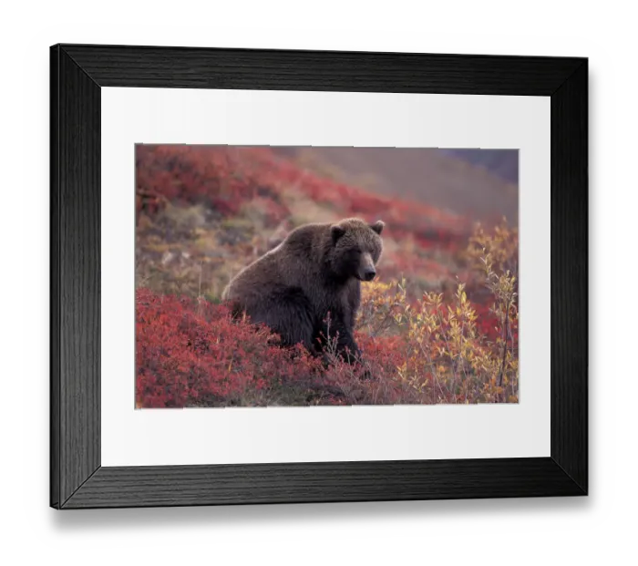 Framed Print : NA, USA, Alaska, Denali NP, female Grizzly Bear (Ursus arctos) sits while foraging