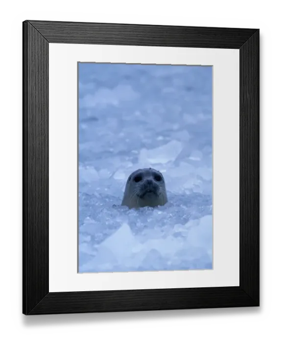 Framed Print : NA, USA, Alaska, Prince William Sound, A harbor seal (Phoca vitulina) pokes its head