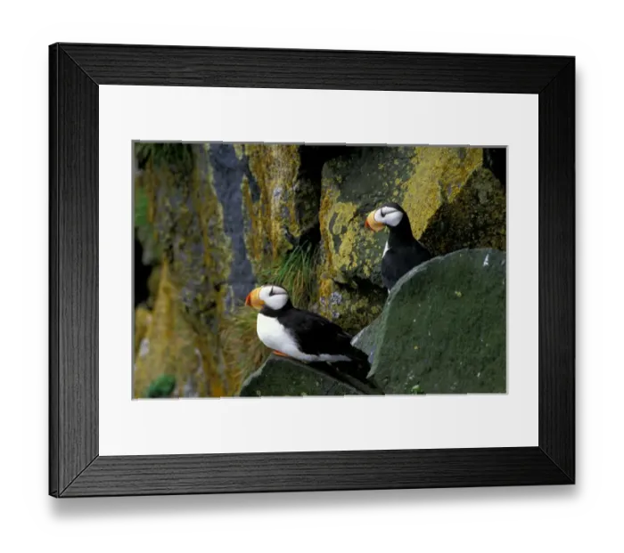 Framed Print : NA, USA, Alaska, Bering Sea, Pribilofs, St. Paul Island, Zapadni Rookery, Horned puffins Framed Print : NA, USA, Alaska, Bering Sea, Pribilofs, St. Paul Island, Zapadni Rookery, Horned puffins