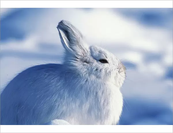 North America, USA, Alaska, Arctic National Park. Snowshoe hare (Lepus americanus)
