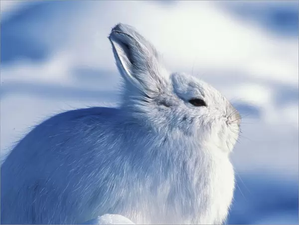 North America, USA, Alaska, Arctic National Park. Snowshoe hare (Lepus americanus)
