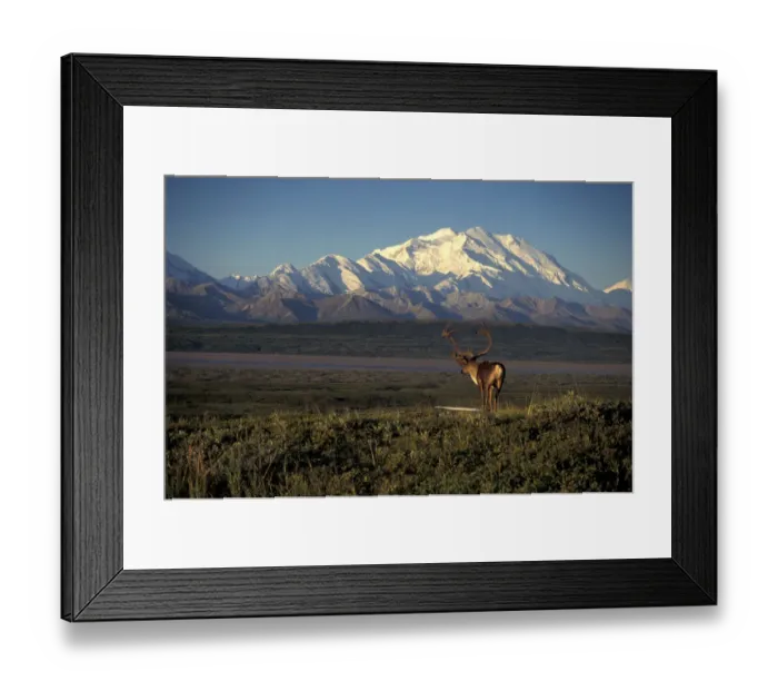 Framed Print : NA, USA, Alaska, Denali NP, bull Barren Ground Caribou (Rangifer tarandus) stands Framed Print : NA, USA, Alaska, Denali NP, bull Barren Ground Caribou (Rangifer tarandus) stands