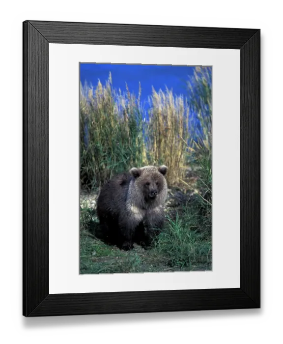 Framed Print : North America, USA, Alaska, Katmai National Park. Brown bear (Ursus arctos) cub in Framed Print : North America, USA, Alaska, Katmai National Park. Brown bear (Ursus arctos) cub in