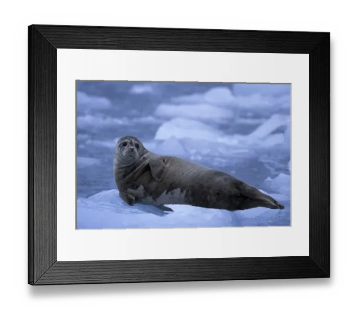 Framed Print : NA, USA, Alaska, Prince William Sound A harbor seal (Phoca vitulina) lies on
