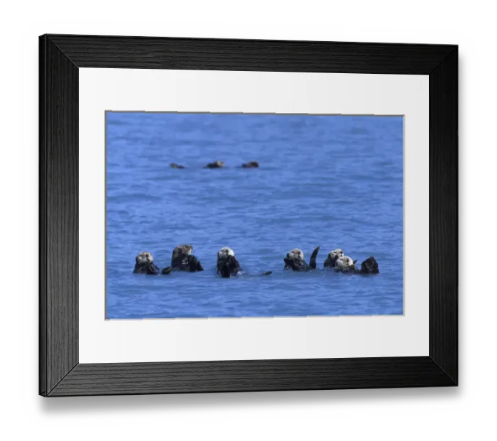 Framed Print : NA, USA, Alaska, Prince William Sound, Harriman Fjord A group of sea otters raft Framed Print : NA, USA, Alaska, Prince William Sound, Harriman Fjord A group of sea otters raft