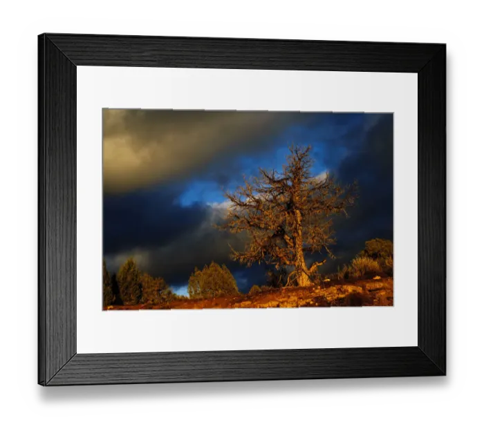 Framed Print : Nobody, North America, USA, Utah, Evening Light, on Naked Tree in High Desert Framed Print : Nobody, North America, USA, Utah, Evening Light, on Naked Tree in High Desert