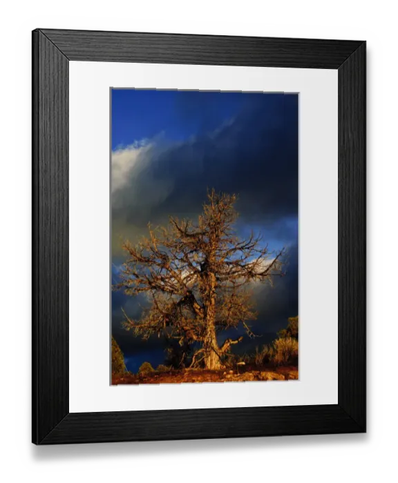 Framed Print : Nobody, North America, USA, Utah, Evening Light, on Naked Tree in High Desert Framed Print : Nobody, North America, USA, Utah, Evening Light, on Naked Tree in High Desert