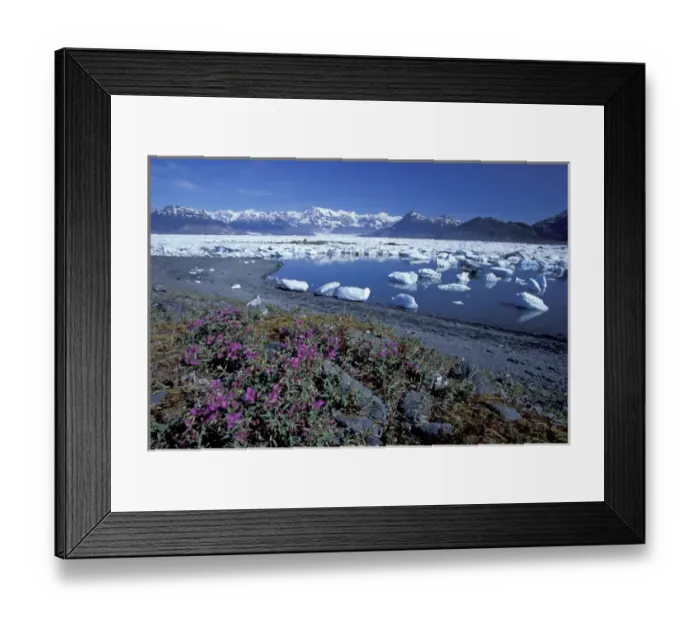 Framed Print : NA, USA, Alaska, Prince William Sound, Columbia Glacier Dwarf fireweed grows