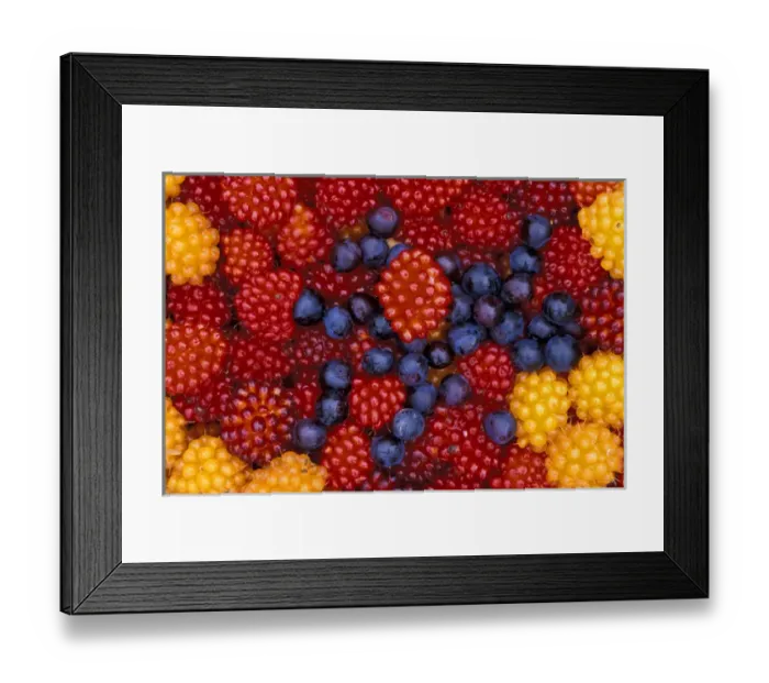 Framed Print : NA, USA, Alaska, Southeast Alaska, Baranof Island Salmonberries and blueberries Framed Print : NA, USA, Alaska, Southeast Alaska, Baranof Island Salmonberries and blueberries