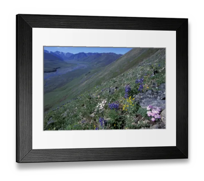Framed Print : NA, USA, Alaska, Alaska National Wildlife Refuge, Kongakut River Valley