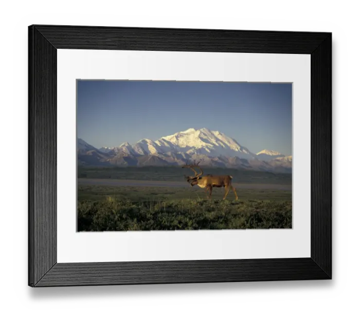 Framed Print : NA, USA, Alaska, Denali NP A bull Barren Ground caribou (Rangifer tarandus) in front of Denali Framed Print : NA, USA, Alaska, Denali NP A bull Barren Ground caribou (Rangifer tarandus) in front of Denali