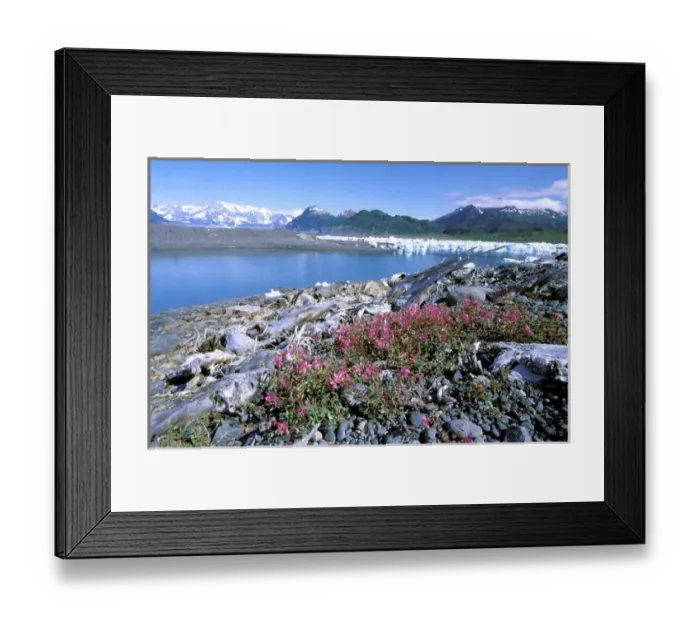 Framed Print : North America, USA, Alaska, Prince William Sound, Columbia Bay. Dwarf fireweed