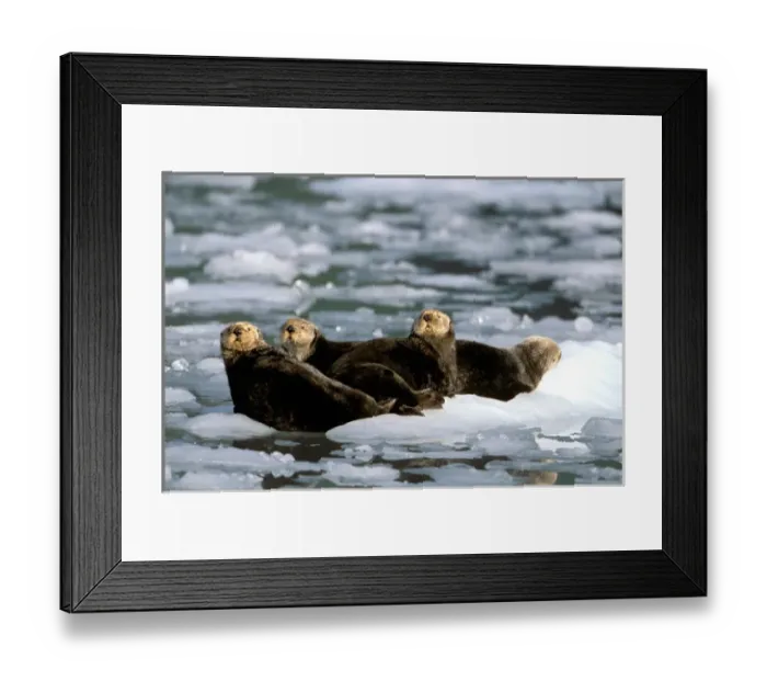 Framed Print : North America, USA, Alaska, Prince William Sound, Harriman Fjord. Group of Sea Otters