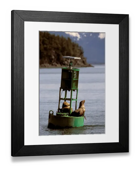 Framed Print : North America, USA, Alaska, Prince William Sound. Endangered Stellar sea lions (Eumetopias