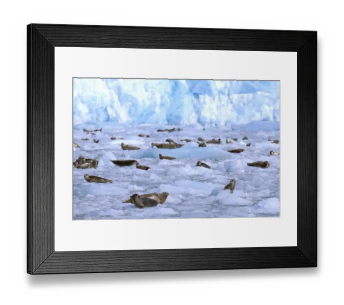 Framed Print : North America, USA, Alaska, Prince William Sound, Chenega Glacier. A group of harbor seals Framed Print : North America, USA, Alaska, Prince William Sound, Chenega Glacier. A group of harbor seals