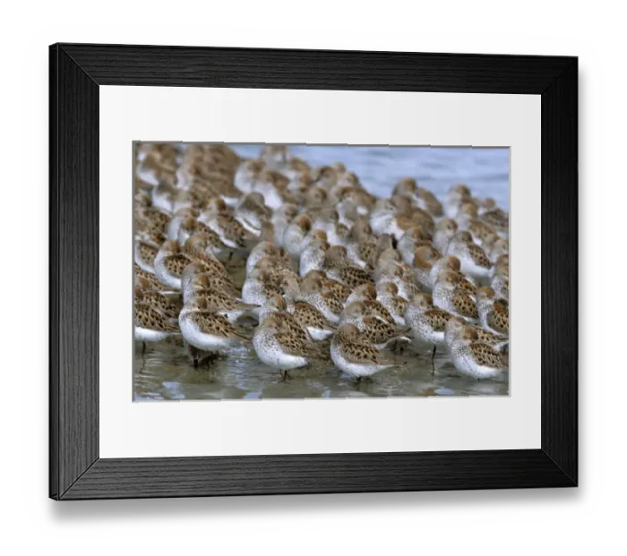 Framed Print : North America, USA, Alaska, Prince William Sound, Copper River Delta. Flock of Western Sandpipers Framed Print : North America, USA, Alaska, Prince William Sound, Copper River Delta. Flock of Western Sandpipers